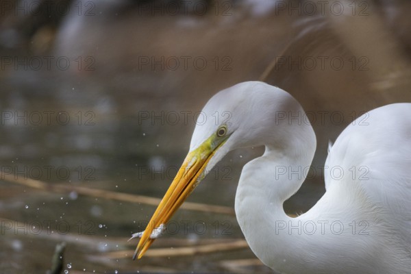 Great White Egret (Egretta alba) Germany