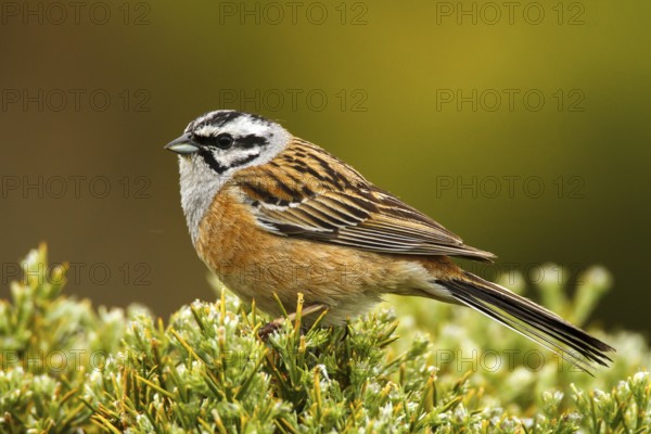 Rock Bunting (Emberiza cia) male, Avila, Spain