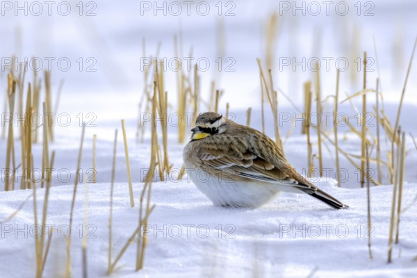 Saskatchewan horned lark (Eremophila alpestris enthymia) adult male foraging on snow covered ground in winter, Canada