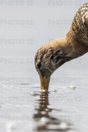 Black-tailed godwit (Limosa limosa), Lower Saxony, Germany