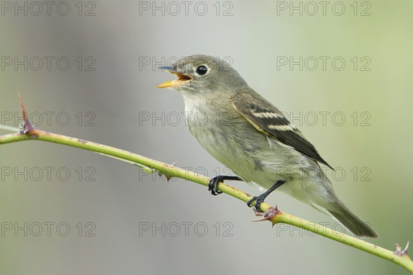 Least Flycatcher (Empidonax minimus) singing, Texas, USA