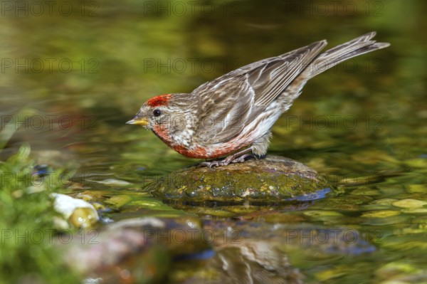 Birkenzeisig - Maennchen trinkt