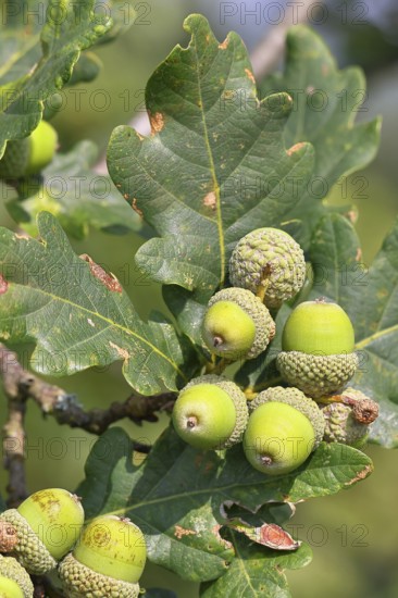 Acorns and leaves of sessile oak (Quercus sessiliflora), Wilnsdorf, North Rhine-Westphalia, Germany