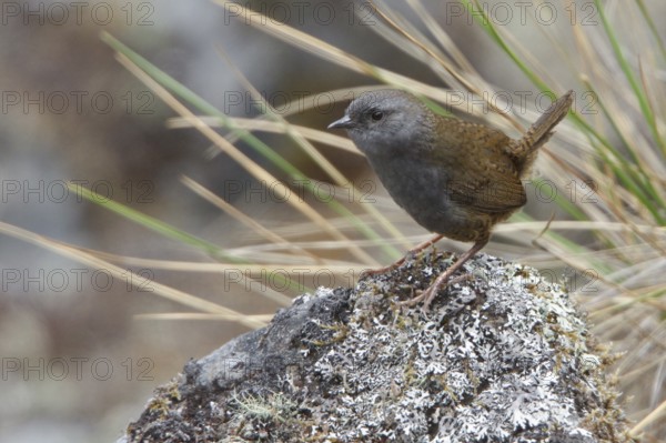 Puna Tapaculo (Scytalopus simonsi) perched on a rock in Bolivia, South America