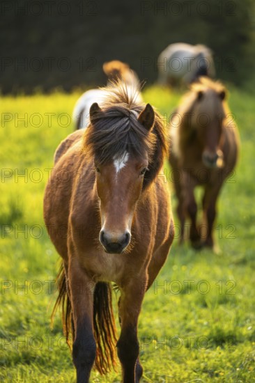 Icelandic horses in a pasture. Front horse brown with black mane. Evening, golden hour, backlight. Germany