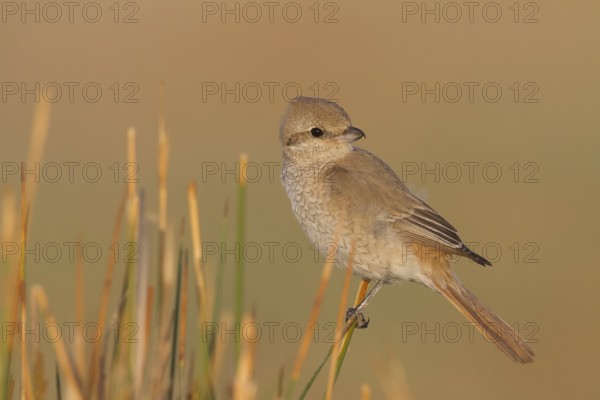 Isabelline Shrike - Isabellwürger - Lanius isabellinus ssp. isabellinus, Oman, juvenile