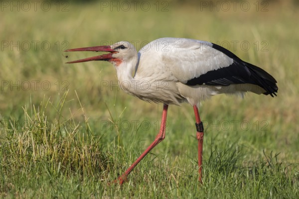White Stork (Ciconia ciconia) foraging, North Rhine-Westphalia, Germany