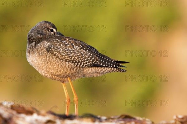 Spotted Redshank (Tringa erythropus) resting with baak under wing, Galicia, Spain