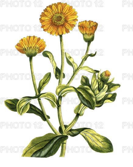 Calendula officinalis, marigold, digital reproduction of a historical original, between 1790 and 1810