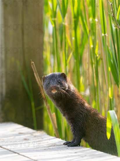 A curious mink