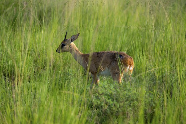 Palebuck, Sudan Oribi (Ourebia montana), in tall green grass, Murchison Falls National Park, Uganda