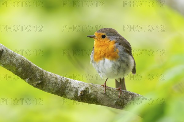 European robin (Erithacus rubecula) sitting on a branch, Bavaria, Germany