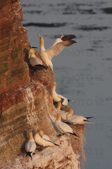 Northern Gannet (Morus bassanus), Schleswig-Holstein, Germany