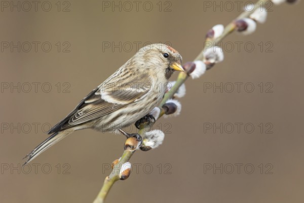 Common Redpoll (Acanthis flammea), Poland