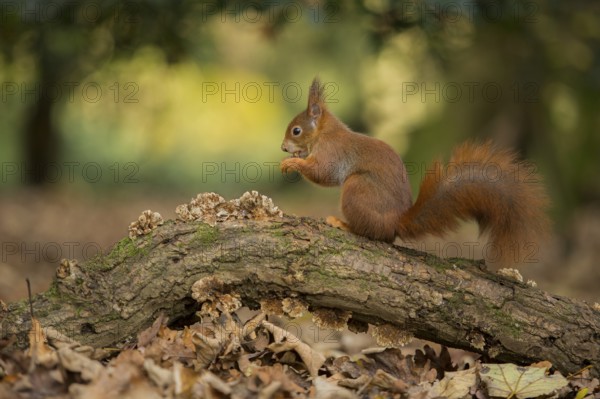 Eurasian Red Squirrel (Sciurus vulgaris) nibbling on hazelnut, Netherlands