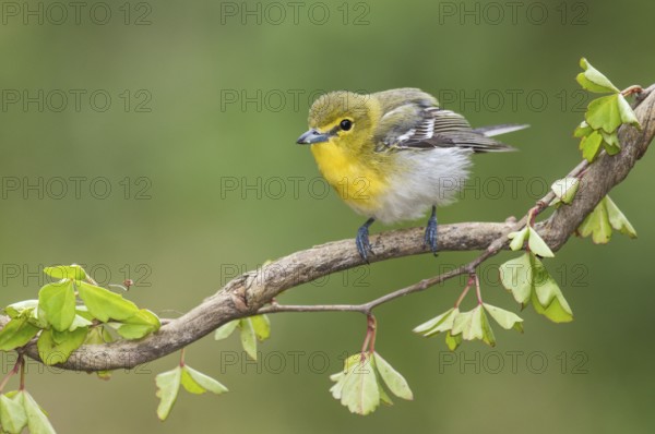 Yellow-throated Vireo (Vireo flavifrons) perched on a branch, Texas, USA