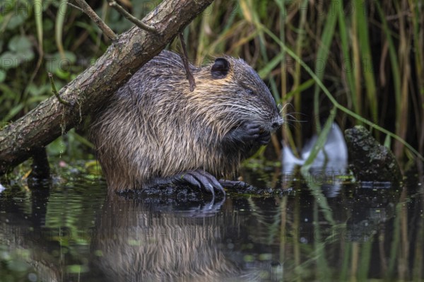Nutria (Myocastor coypus) in a body of water, Osnabrück, Lower Saxony, Germany