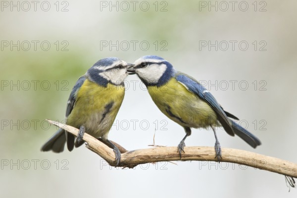 Eurasian Blue Tit (Cyanistes caeruleus) pair, male feeding female, Liguria, Italy