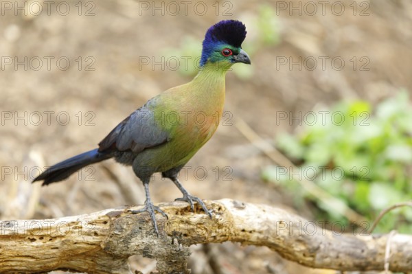 Purple-crested Turaco, Violet-crested Turaco, (Gallirex porphyreolophus), Musophaga porphyreolopha, Tauraco porphyreolophus, Turaco crestimorado, Mkuze Game Reserve, Mkuze, KwaZulu-Natal, South Africa