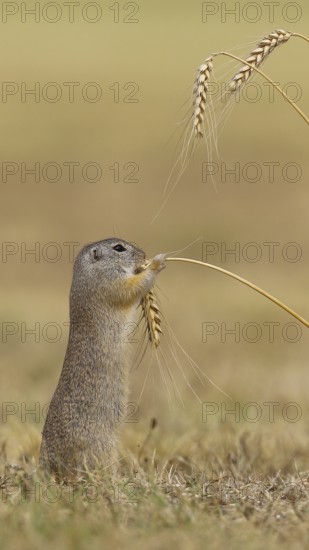 European ground squirrel (Spermophilus citellus) eating barley ear, Lake Neusiedl National Park, Burgenland, Austria