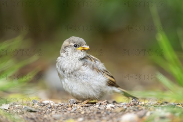 House sparrow (Passer domesticus) youngster sitting on the ground, Bavaria, Germany