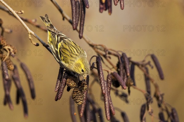 Eurasian Siskin (Spinus spinus) female perched on a branch, feeding on alder seed, Baden-Wuerttemberg, Germany