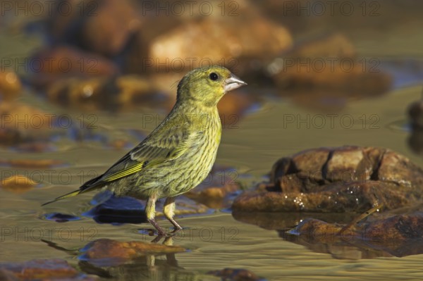 European Greenfinch (Chloris chloris), Rhineland-Palatinate, Germany