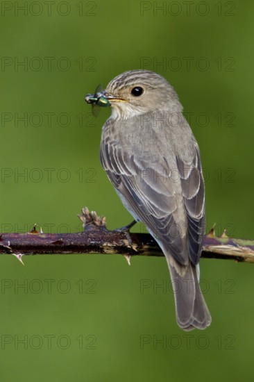 Spotted Flycatcher (Muscicapa striata), Lower Saxony, Germany