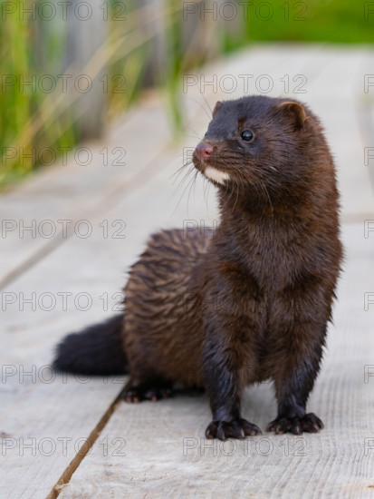 A mink stands on a fishing pier