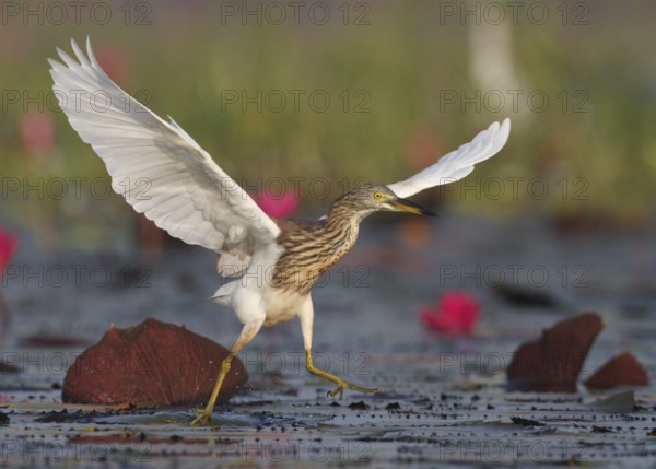 Chinese Pond Heron (Ardeola bacchus), Bueng Boraphet, Thailand