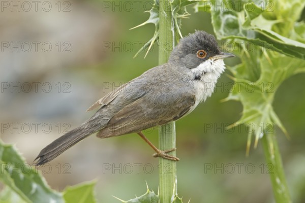 Menetries's Warbler (Sylvia mystacea), Sanliurfa, Turkey