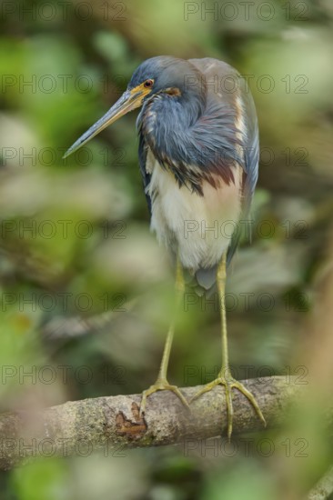 Tricoloured Heron (Egretta tricolor), sitting on a branch, spring, Wakodahatchee Wetlands, Delray Beach, Florida, USA