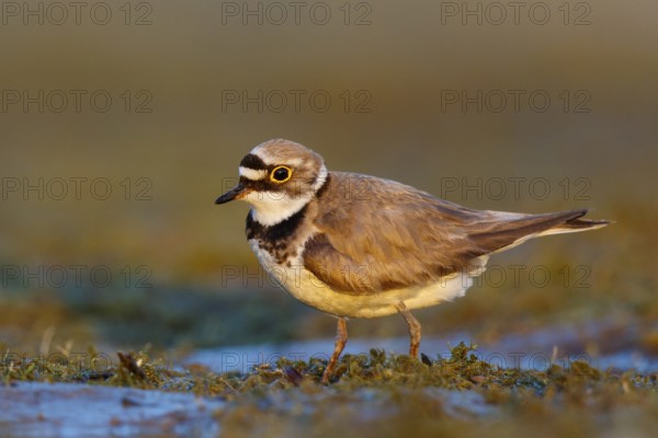 Little Ringed Plover (Charadrius dubius) male, North Rhine-Westphalia, Germany