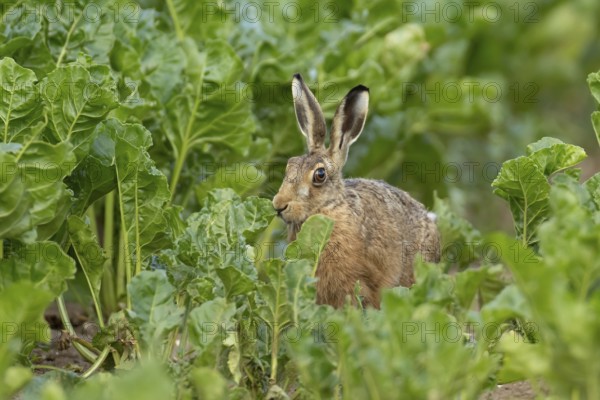 European brown hare (Lepus europaeus) adult animal in a sugar beet crop farmland field in summer, England, United Kingdom