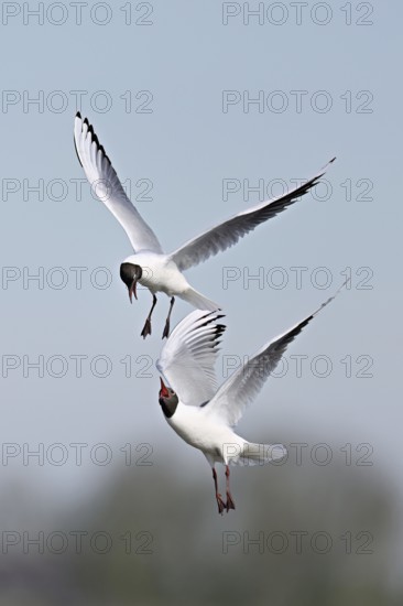 Black-headed gulls (Larus ridibundus), fighting and quarrelling in flight, Texel, West Frisian Islands, province of North Holland, Netherlands