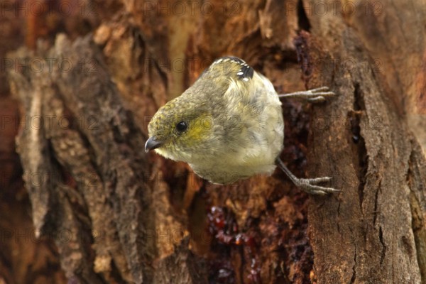 Forty-spotted Pardalote (Pardalotus quadragintus), Tasmania, Australia