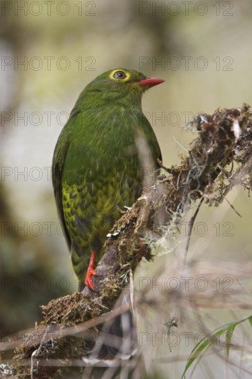 Band-tailed Fruiteater (Pipreola intermedia) perched on a branch in Bolivia, South America