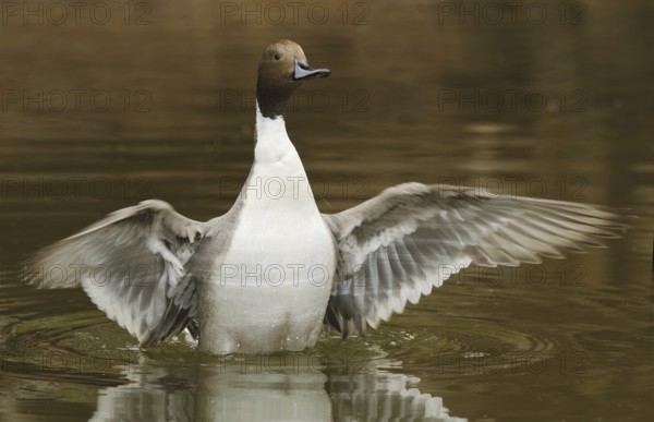 Northern Pintail (Anas acuta) male, Arizona, USA