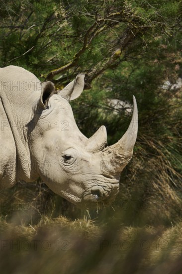 Square-lipped rhinoceros (Ceratotherium simum), standing in the dessert, captive, distribution Africa