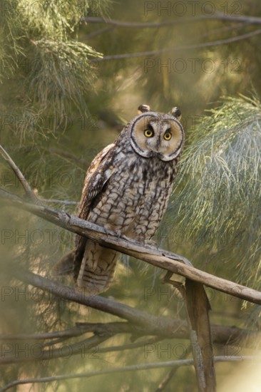 Long-eared Owl perched in Tamarix tree