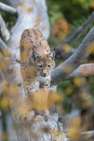 One Eurasian lynx, (Lynx lynx), walking down a fallen tree. Frontal view with green and orange vegetation in the background