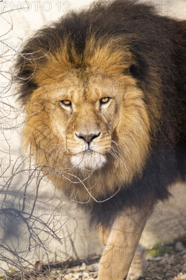 Asiatic lion (Panthera leo persica) male on a sunny day in the dessert, captive, habitat in India