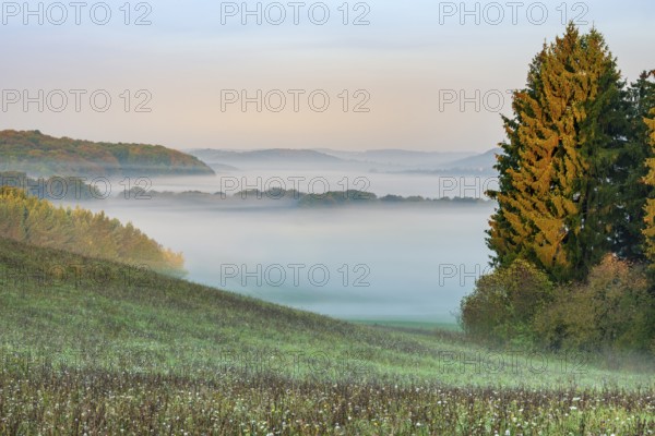 View of meadow on hilly landscape in the southern Harz at sunrise, morning fog in the valleys, near Questenberg, Harz, Saxony-Anhalt, Germany