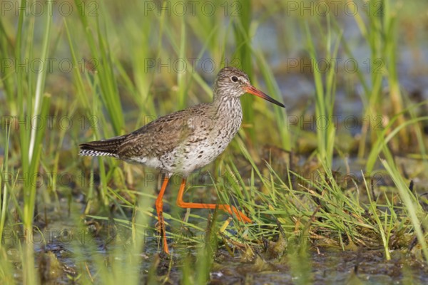 Redshank, Common Redshank, Redshank, Tringa totanus, Chevalier gambette, Archibebe Común, Lake Neusiedl, Illmitz, Burgenland, Austria