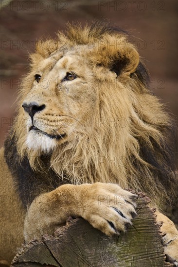 Asiatic lion (Panthera leo persica), male, lying, captive, Germany