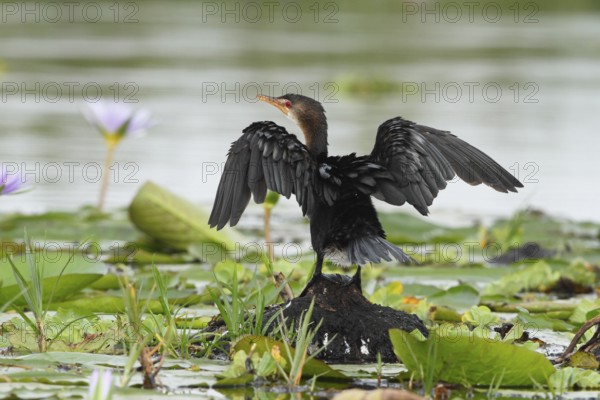 Reed Cormorant (Microcarbo africanus), Lake Baringo, Botswana