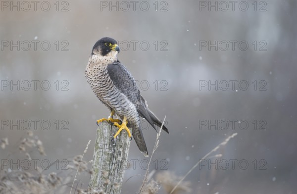 Peregrine Falcon (Falco peregrinus) female, Saxony, Germany