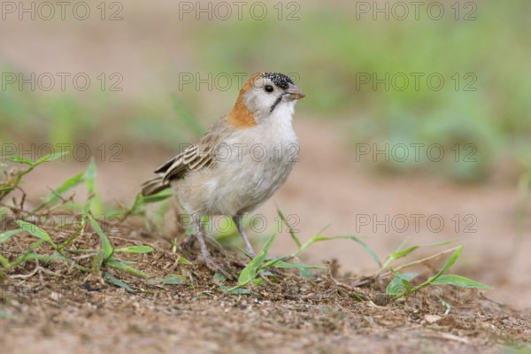 Schuppenkopfweber (Sporopipes frontalis) on ground, Uganda