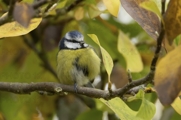 Blue tit (Cyanistes caeruleus) adult garden bird on a magnolia tree branch with autumn colour leaves, England, United Kingdom