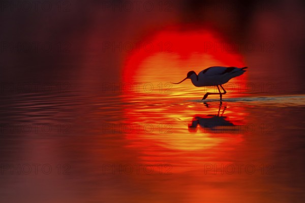 Säbelschnäbler, Pied Avocet, Avocet, Recurvirostra avosetta, Avocette élégante, Avocette, Avoceta Común